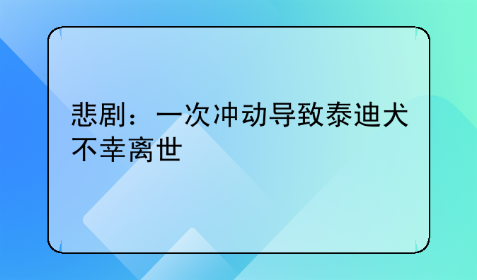悲剧：一次冲动导致泰迪犬不幸离世